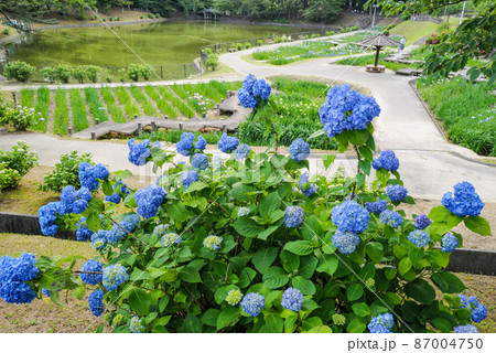 岡崎市 東公園の花菖蒲園のアジサイ 岡崎市 東公園の花菖蒲園のアジサイ 87004750