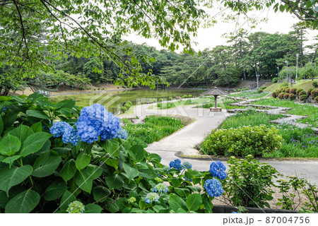 岡崎市 東公園の花菖蒲園のアジサイ 岡崎市 東公園の花菖蒲園のアジサイ 87004756