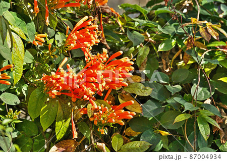 オレンジ色のカエンカズラの花 87004934