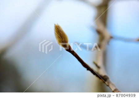 ハクモクレンの芽 ハクモクレンの芽 87004939