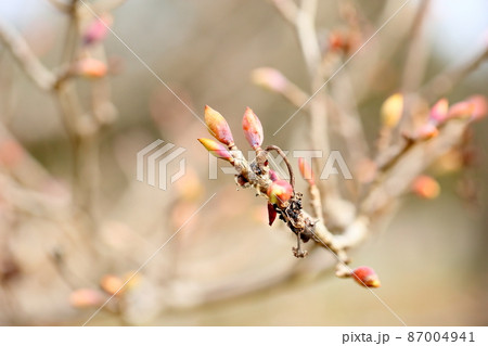 トサミズキの花芽 トサミズキの花芽 87004941