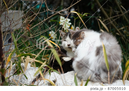 寂れた漁村の片隅で寒さに耐える可愛い猫たち 寂れた漁村の片隅で寒さに耐える可愛い猫たち 87005010