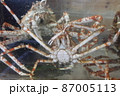 生簀にいるタカアシガニ 87005113
