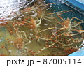 生簀にいるタカアシガニ 87005114