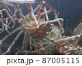 生簀にいるタカアシガニ 87005115