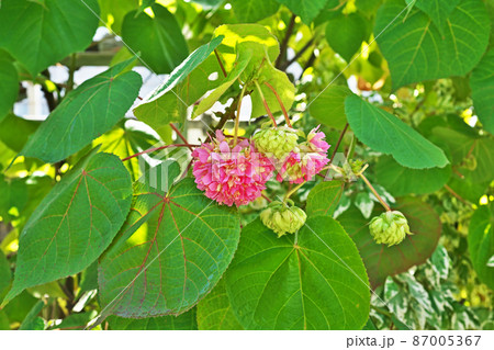 赤いドンベア・ウォリッキィーの花（二月） 87005367