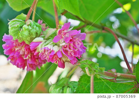 赤いドンベア・ウォリッキィーの花（二月） 87005369