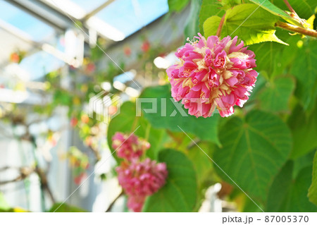 赤いドンベア・ウォリッキィーの花（二月） 87005370