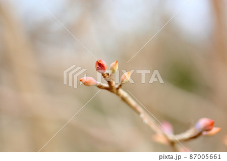 トサミズキの花芽 トサミズキの花芽 87005661