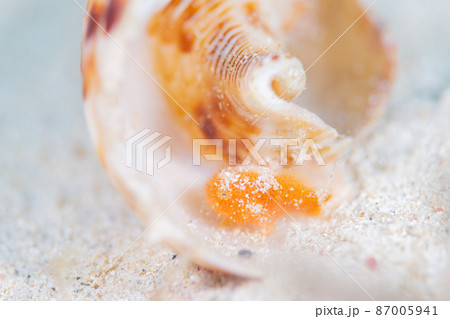 カエルアンコウ 87005941