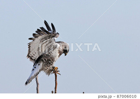 ケアシノスリ 87006010