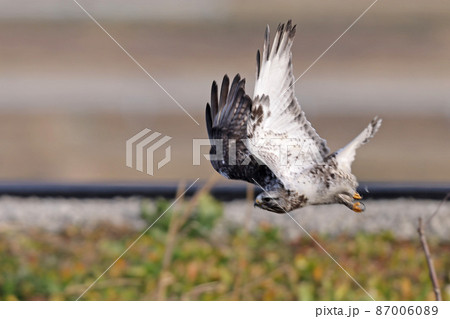 ケアシノスリ 87006089