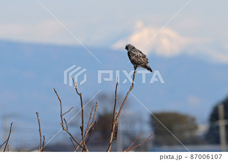 ケアシノスリ 87006107