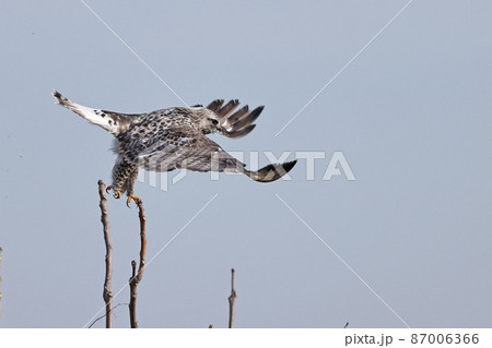 ケシノスリ 87006366