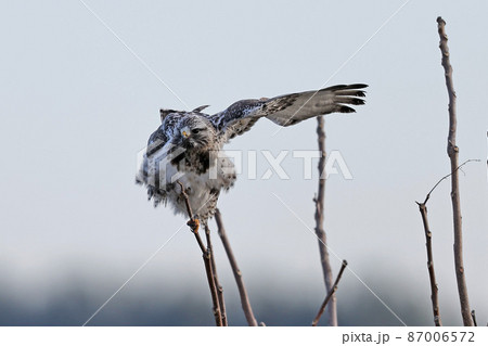 ケアシノスリ 87006572