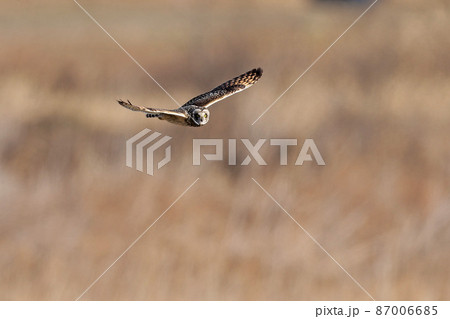 コミミズク 87006685