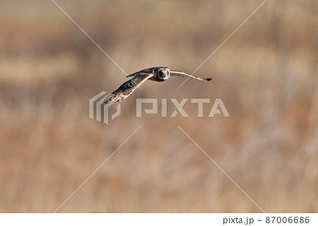 コミミズク 87006686