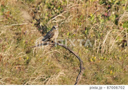 コミミズク 87006702