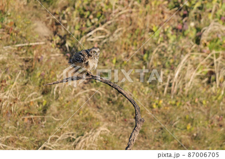 コミミズク 87006705