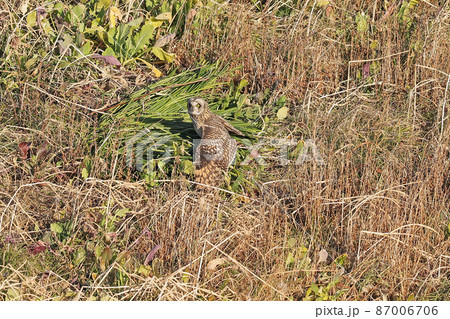 コミミズク コミミズク 87006706