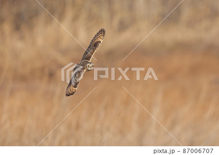 コミミズク 87006707