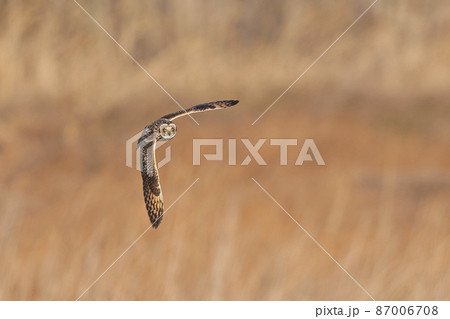 コミミズク コミミズク 87006708