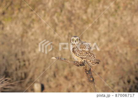 コミミズク コミミズク 87006717