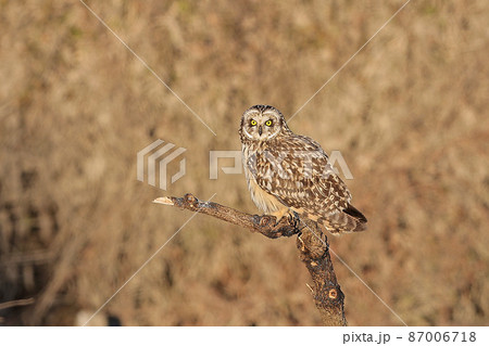 コミミズク 87006718