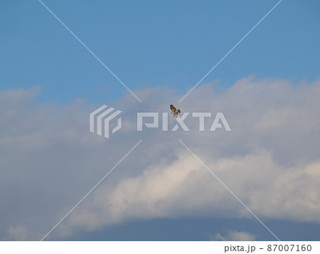ノスリが飛ぶ青い空 87007160