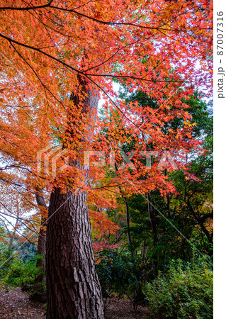 神宮徴古館 紅葉 神宮徴古館 紅葉 87007316