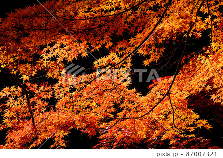 神宮徴古館 紅葉 神宮徴古館 紅葉 87007321