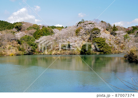 岩口池のさくら 【和歌山県田辺市】 岩口池のさくら 【和歌山県田辺市】 87007374