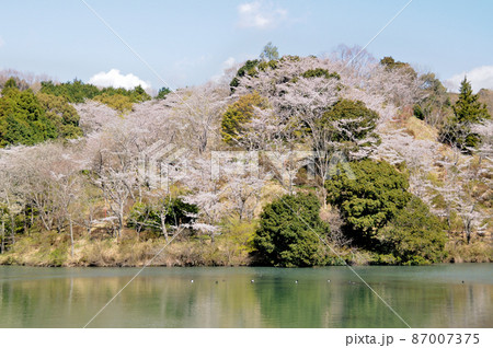 岩口池のさくら　【和歌山県田辺市】 87007375