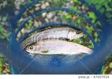 サクラマスを釣り堀で釣る サクラマスを釣り堀で釣る 87007656