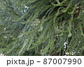 森林の中の杉の葉 87007990