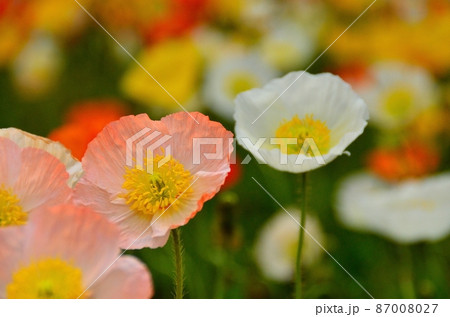 かわいいポピーの花畑 かわいいポピーの花畑 87008027