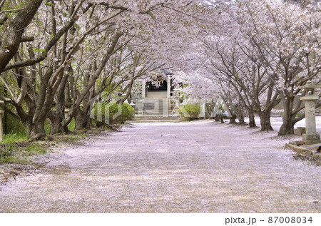 桜トンネルと花びら絨毯の風景 桜トンネルと花びら絨毯の風景 87008034
