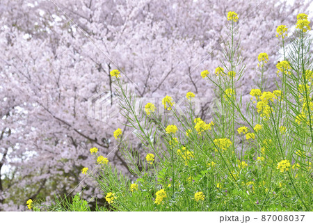 桜と菜の花のコラボレーション春の風景 桜と菜の花のコラボレーション春の風景 87008037