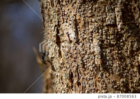 木肌の質感 87008563