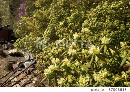 満開のヒカゲツツジ　愛媛県新居浜市　西赤石山 87008613
