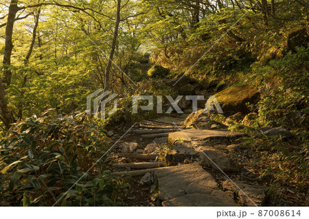 朝の光が差し込む登山道　愛媛県西条市　石鎚山 87008614