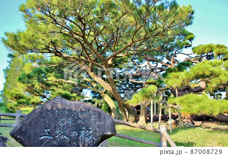 久米島　五枝の松 87008729