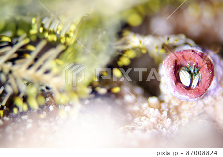 カンザシヤドカリとウミシダ・沖縄・恩納村.5 87008824