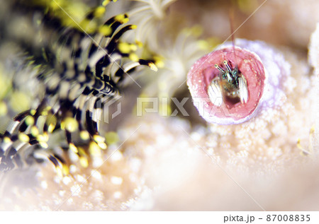 カンザシヤドカリとウミシダ・沖縄・恩納村.16 87008835