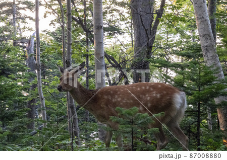知床公園線のエゾジカ 北海道 知床公園線のエゾジカ 北海道 87008880