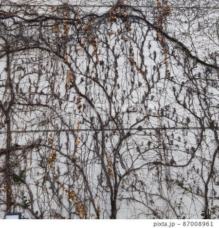 北九州市立図書館　蔦の「ツリー・オブ・ライフ」 87008961