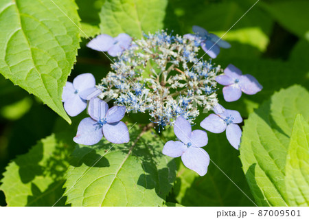 アジサイの花 アジサイの花 87009501