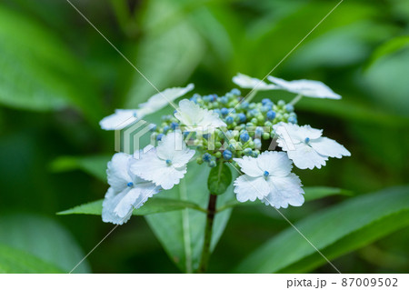 アジサイの花 87009502