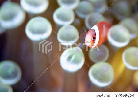 ハマクマノミ幼魚とイソギンチャク・沖縄・恩納村.2 ハマクマノミ幼魚とイソギンチャク・沖縄・恩納村.2 87009654