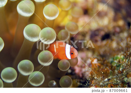 ハマクマノミ幼魚とイソギンチャク・沖縄・恩納村.8 ハマクマノミ幼魚とイソギンチャク・沖縄・恩納村.8 87009661